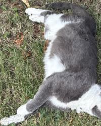 Found/Stray Unknown Cat last seen Derry West Village P.S, Mississauga, ON L5W 0B7