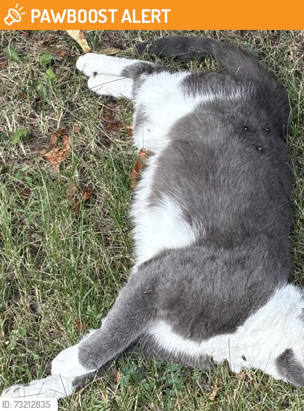 Found/Stray Unknown Cat last seen Derry West Village P.S, Mississauga, ON L5W 0B7