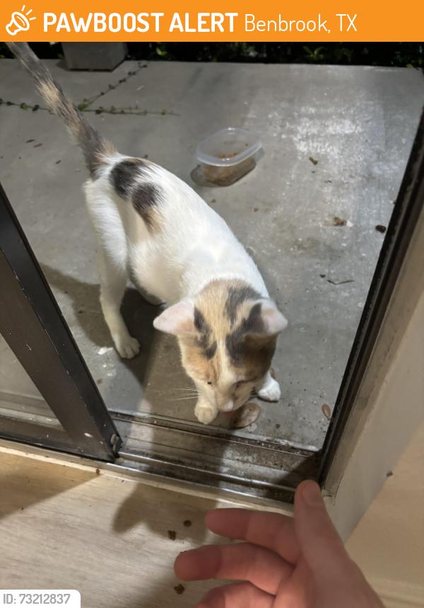 Found/Stray Female Cat last seen Near Cortland Benbrook apmts, Benbrook, TX 76126