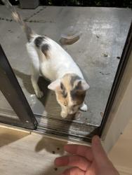Found/Stray Female Cat last seen Near Cortland Benbrook apmts, Benbrook, TX 76126