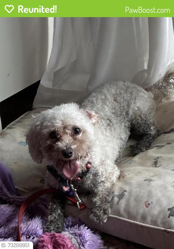 Reunited Female Dog last seen Carrleight Parkway and Forrester Blvd. W. Springfield, West Springfield, VA 22152