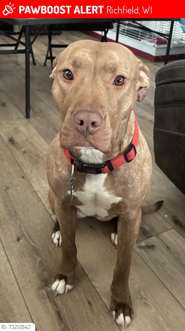 Lost Female Dog last seen Amy belle elementary, Richfield, WI 53017