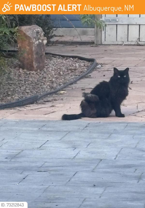Found/Stray Unknown Cat last seen Stanford and vista Larga, Albuquerque, NM 87106