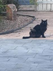 Found/Stray Unknown Cat last seen Stanford and vista Larga, Albuquerque, NM 87106