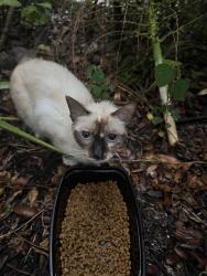 Found/Stray Unknown Cat last seen Crystal Lake Village Pompano Beach, Pompano Beach, FL 33064
