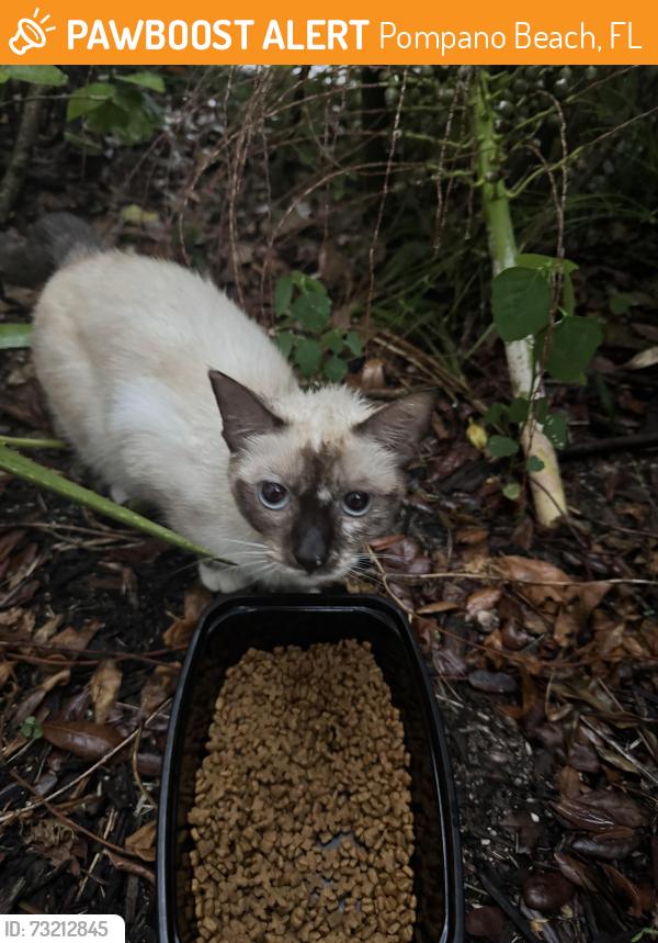 Found/Stray Unknown Cat last seen Crystal Lake Village Pompano Beach, Pompano Beach, FL 33064