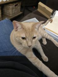 Lost Female Cat last seen McDermott & Watters rd, Allen, TX 75013