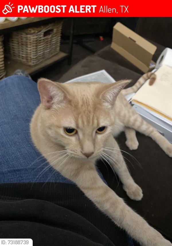 Lost Female Cat last seen McDermott & Watters rd, Allen, TX 75013