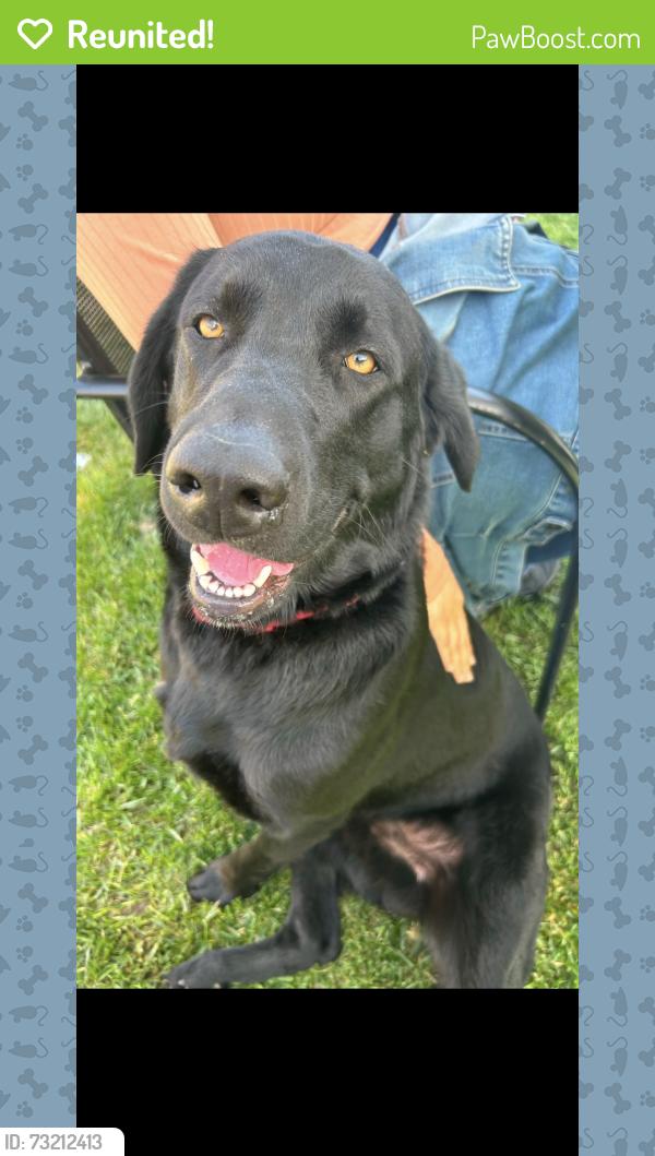 Reunited Male Dog last seen E. Congress, Colton, CA 92324