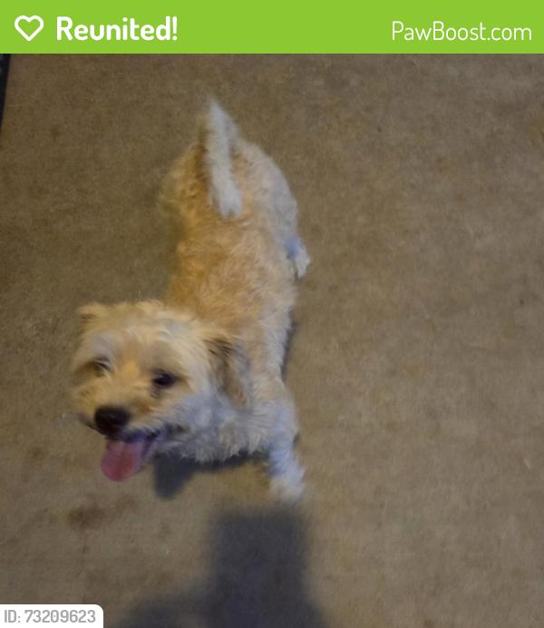 Reunited Male Dog last seen Mcart Ave and Great Belt, Crowly Tx, Crowley, TX 76036