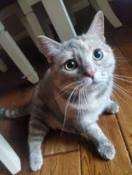 Reunited Female Cat last seen Maize Road, Wichita, KS 67212