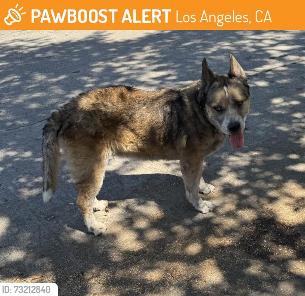 Found/Stray Unknown Dog last seen Avenue 51 / Bucanan, Los Angeles, CA 90042