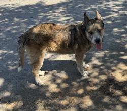 Found/Stray Unknown Dog last seen Avenue 51 / Bucanan, Los Angeles, CA 90042