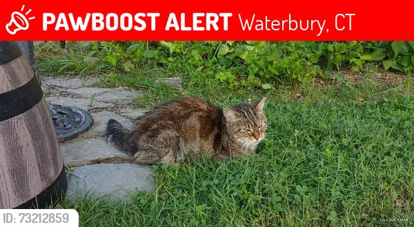 Lost Female Cat last seen Clifford Street and Congress Avenue, Waterbury, CT 06708
