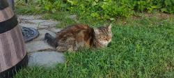Lost Female Cat last seen Clifford Street and Congress Avenue, Waterbury, CT 06708