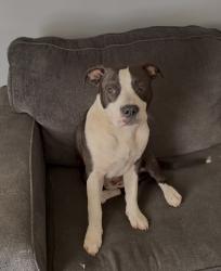 Reunited Male Dog last seen Garfield Ave and Gladstone ave, Trenton, NJ 08629
