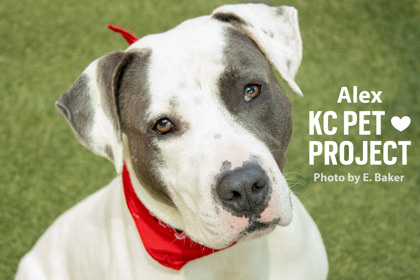Shelter Stray Male Dog last seen E 72nd Ter and Norton Ave, 64132, MO, 7077 Elmwood Ave, Kansas City, MO 64132, USA