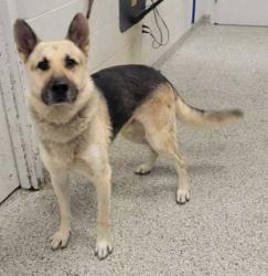 Shelter Stray Male Dog last seen Near Bernard Powell Dr, 64127, MO, 7077 Elmwood Ave, Kansas City, MO 64132, USA