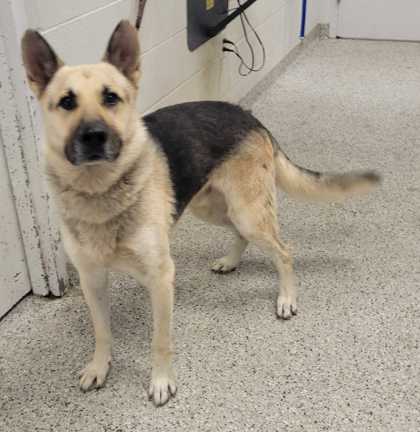 Shelter Stray Male Dog last seen Near Bernard Powell Dr, 64127, MO, 7077 Elmwood Ave, Kansas City, MO 64132, USA