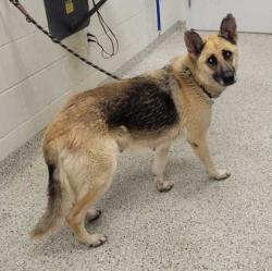 Shelter Stray Female Dog last seen Near Lister Ave, 64127, MO, 7077 Elmwood Ave, Kansas City, MO 64132, USA