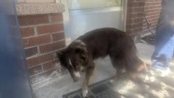 Reunited Female Dog last seen Edmonds Woodway high School, Edmonds, WA 98026