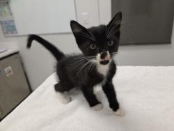 Shelter Stray Male Cat last seen Near block of Central Street,KCMO 64113, 64113, MO, 7077 Elmwood Ave, Kansas City, MO 64132, USA