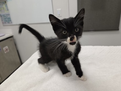 Shelter Stray Male Cat last seen Near block of Central Street,KCMO 64113, 64113, MO, 7077 Elmwood Ave, Kansas City, MO 64132, USA