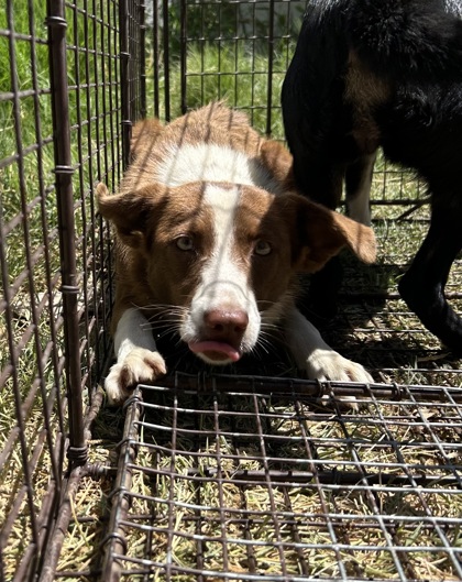 Shelter Stray Female Dog last seen E Willamette Ave & S Elm Ave, Fresno Zone Fresno CO 2 93706, CA, 1510 W Dan Ronquillo Dr, Fresno, CA 93706, USA