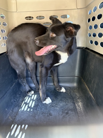 Shelter Stray Female Dog last seen E Willamette Ave & S Elm Ave, Fresno Zone Fresno CO 2 93706, CA, 1510 W Dan Ronquillo Dr, Fresno, CA 93706, USA
