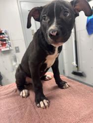 Shelter Stray Male Dog last seen Near Maples Hollow Rd, Sevier County, TN, 1008 Old Knoxville Hwy, Sevierville, TN 37862, USA