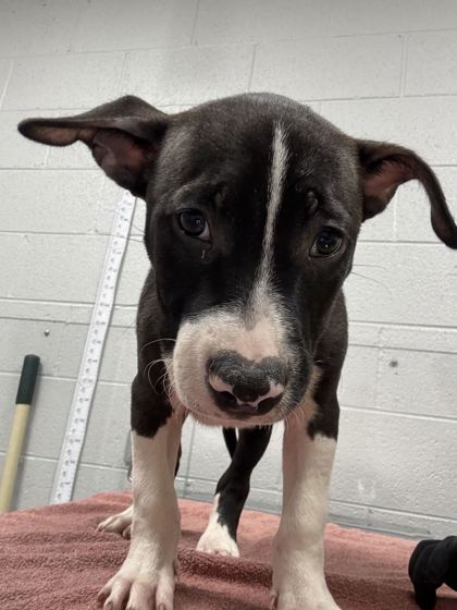 Shelter Stray Male Dog last seen Near Maples Hollow Rd, Sevier County, TN, 1008 Old Knoxville Hwy, Sevierville, TN 37862, USA