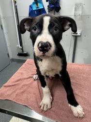 Shelter Stray Male Dog last seen Near Maples Hollow Rd, Sevier County, TN, 1008 Old Knoxville Hwy, Sevierville, TN 37862, USA
