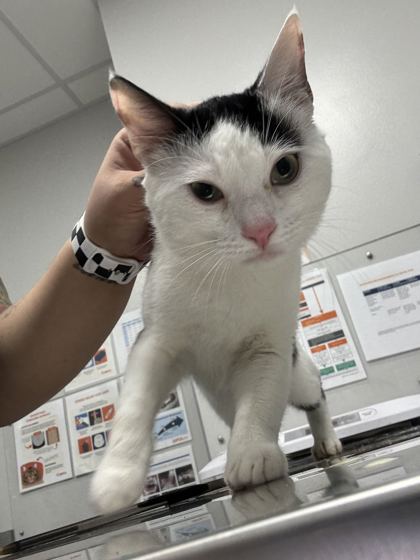 Shelter Stray Male Cat last seen Near Chapel Way, Pigeon Forge, TN, 1008 Old Knoxville Hwy, Sevierville, TN 37862, USA