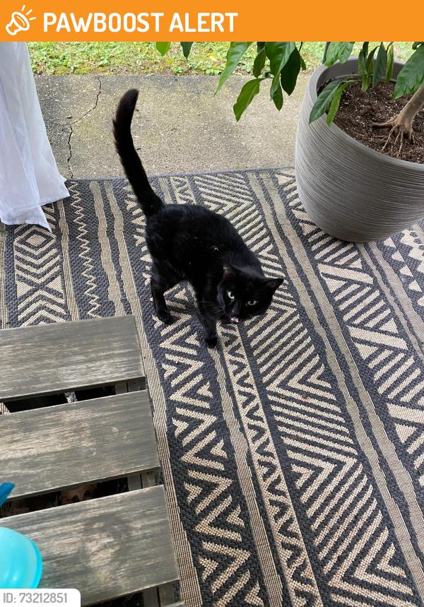 Found/Stray Unknown Cat last seen Ventura drive, South Park Township, PA 15129