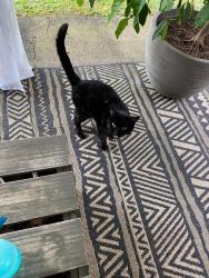 Found/Stray Unknown Cat last seen Ventura drive, South Park Township, PA 15129