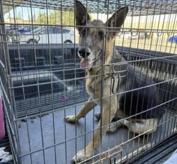 Shelter Stray Female Dog last seen S Westlawn Ave & W South Ave, Fresno Zone Fresno CO 1A 93706, CA, 1510 W Dan Ronquillo Dr, Fresno, CA 93706, USA