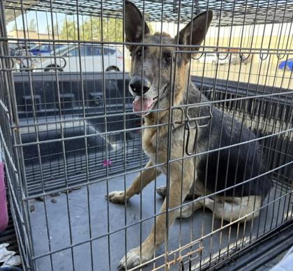 Shelter Stray Female Dog last seen S Westlawn Ave & W South Ave, Fresno Zone Fresno CO 1A 93706, CA, 1510 W Dan Ronquillo Dr, Fresno, CA 93706, USA