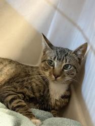 Shelter Stray Male Cat last seen S Del Norte Ave & W Church Ave, Kerman Zone Fresno CO 1A 93630, CA, 1510 W Dan Ronquillo Dr, Fresno, CA 93706, USA
