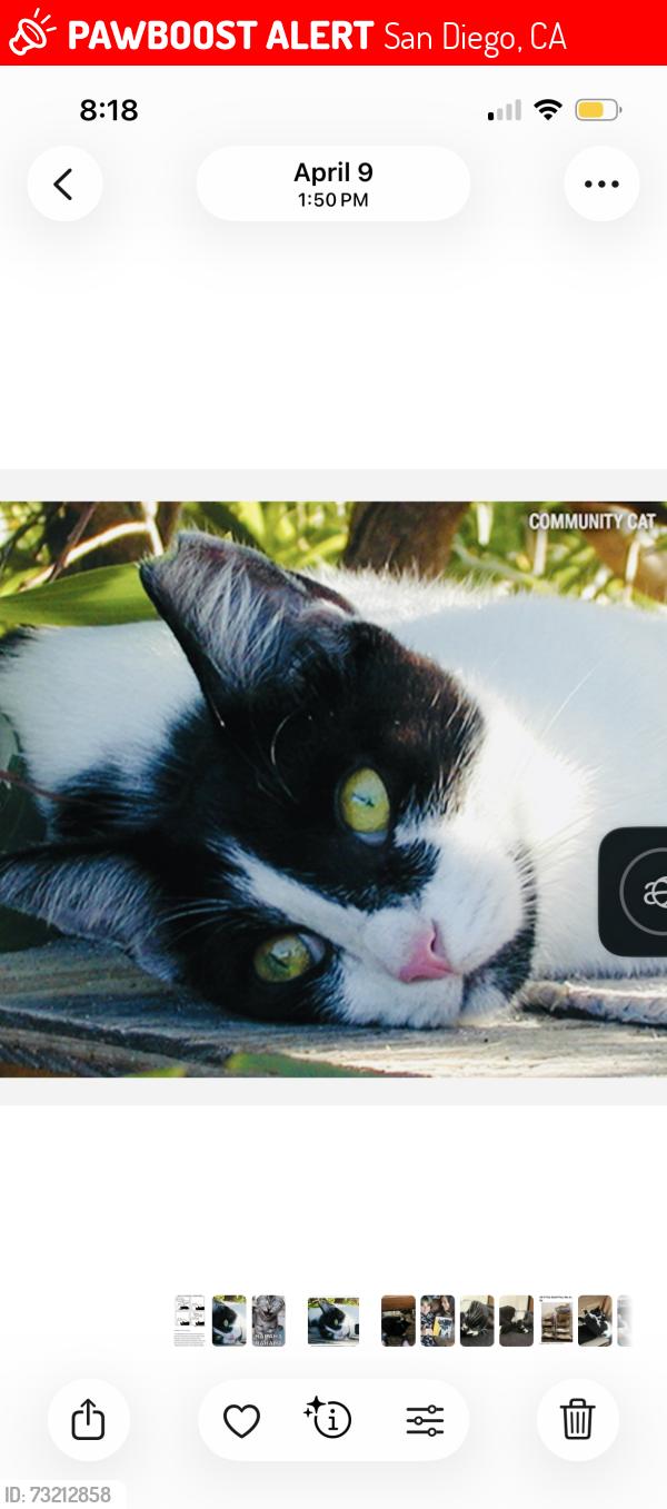 Lost Female Cat last seen Grantville Park, San Diego, CA 92120