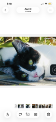 Lost Female Cat last seen Grantville Park, San Diego, CA 92120