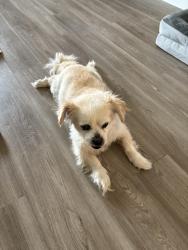 Found/Stray Male Dog last seen Baltic reach Dr and westgreen rd, Houston, TX 77433