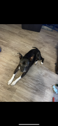 Lost Female Dog last seen Classen Rd. and Morgans Run, San Antonio, TX 78247