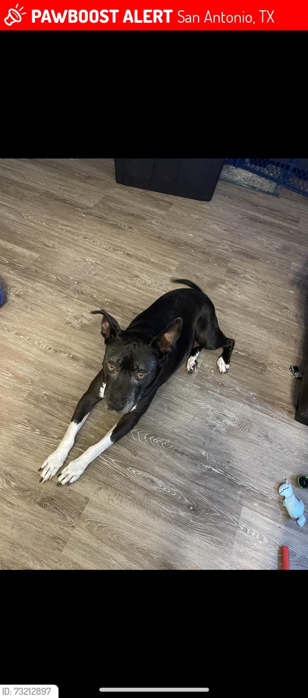 Lost Female Dog last seen Classen Rd. and Morgans Run, San Antonio, TX 78247