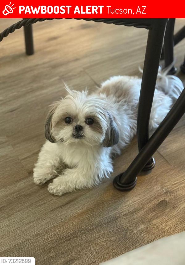 Lost Male Dog last seen Prince and flowing wells, Tucson, AZ 85705