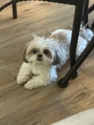 Lost Male Dog last seen Prince and flowing wells, Tucson, AZ 85705