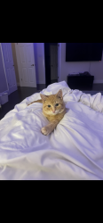 Lost Male Cat last seen Morriston park, Puslinch, ON 
