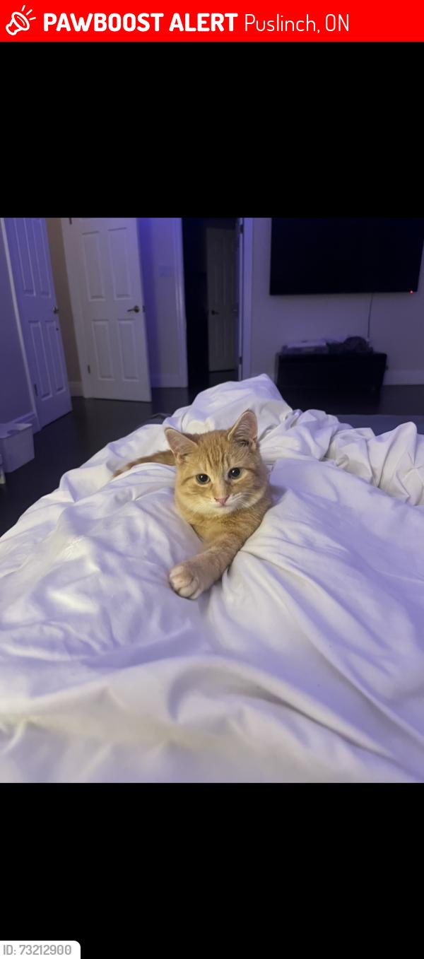 Lost Male Cat last seen Morriston park, Puslinch, ON 