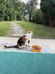 Found/Stray Unknown Cat last seen Price st, Dickson City, PA 18512