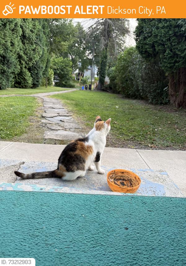 Found/Stray Unknown Cat last seen Price st, Dickson City, PA 18512
