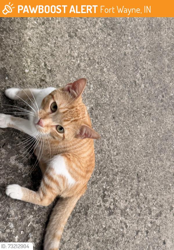 Found/Stray Male Cat last seen Lafayette Street, Fort Wayne, IN 46806